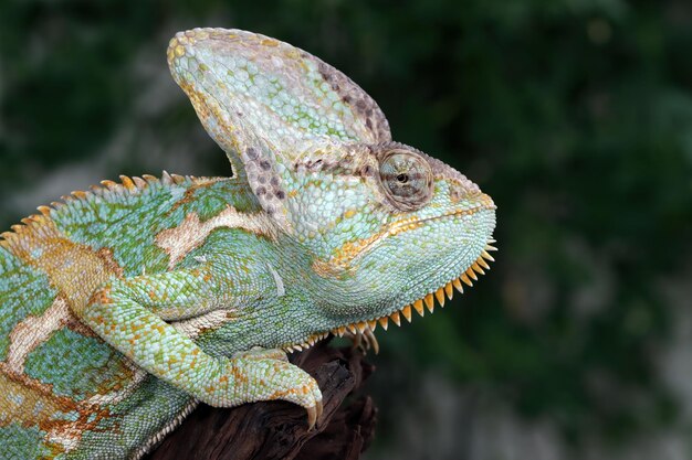 Caméléon voilé gros plan animal tête gros plan