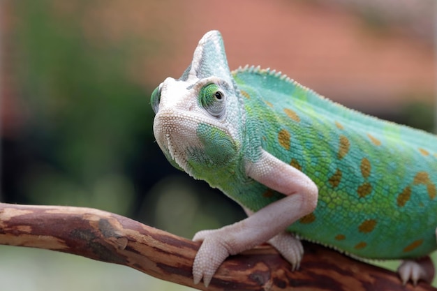 Caméléon voilé pied gros plan sur bois avec fond naturel