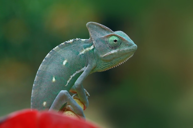 Caméléon voilé prêt à attraper un gros plan animal insecte caméléon voilé sur une fleur rouge