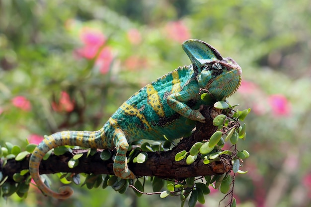 Caméléon voilé prêt à attraper une proie