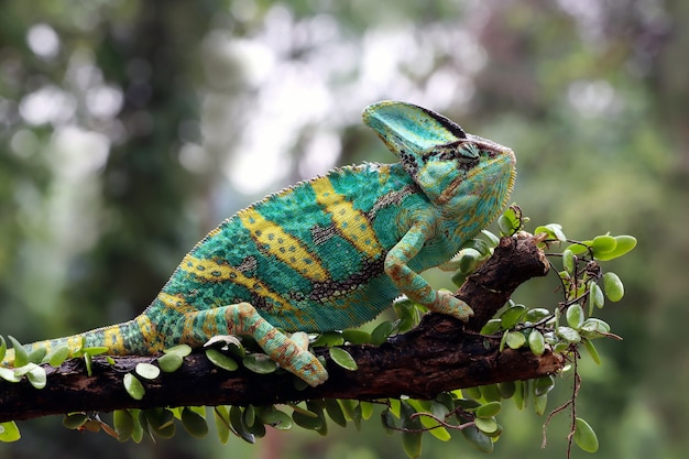 Caméléon voilé prêt à attraper des proies