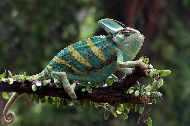 Caméléon voilé prêt à attraper sa proie