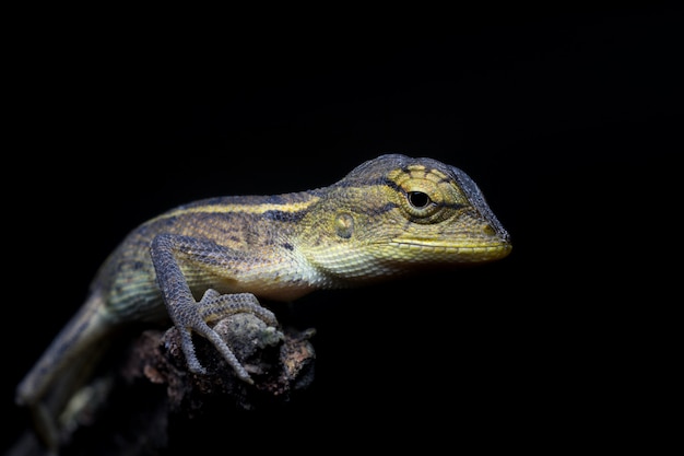 Photo gratuite caméléon