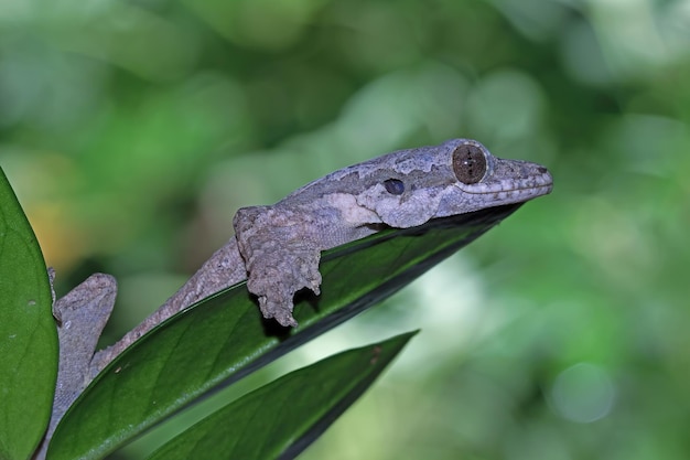 Camouflage de gecko volant sur des feuilles vertes gros plan de gecko volant sur l'arbre