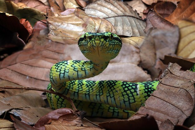 Camouflage de serpent Tropidolaemus wagleri sur feuilles sèches Viper snake