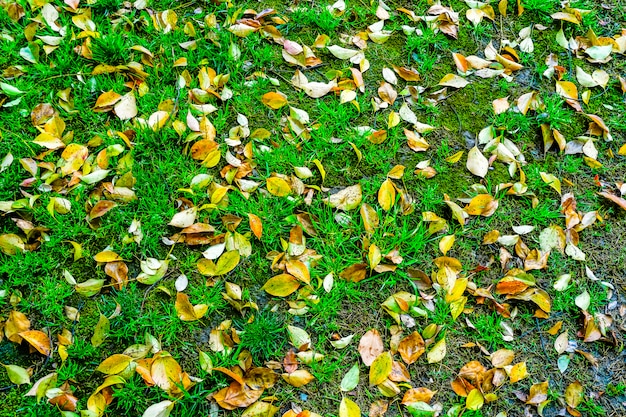 Campagne gazière saison belle plaine de couleurs