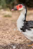 Photo gratuite canard blanc et noir dans une cour arrière