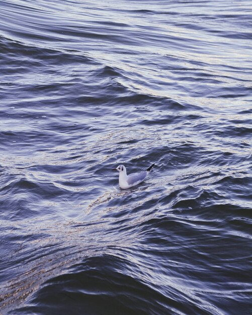 Canard bleu blanc nageant dans une mer bleu foncé ondulée