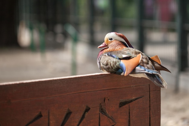 Canard canard mandarin, assis sur une plaque en bois