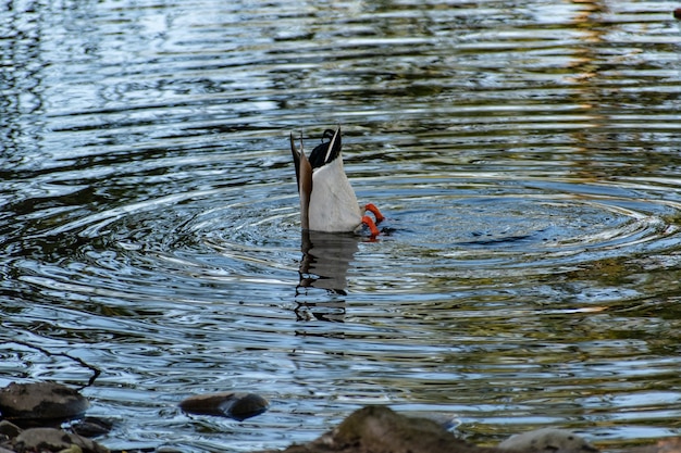 Canard colvert mignon nageant dans un lac pendant la journée
