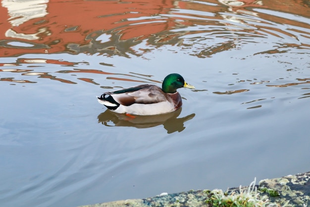 Canard colvert nageant dans un lac pendant la journée
