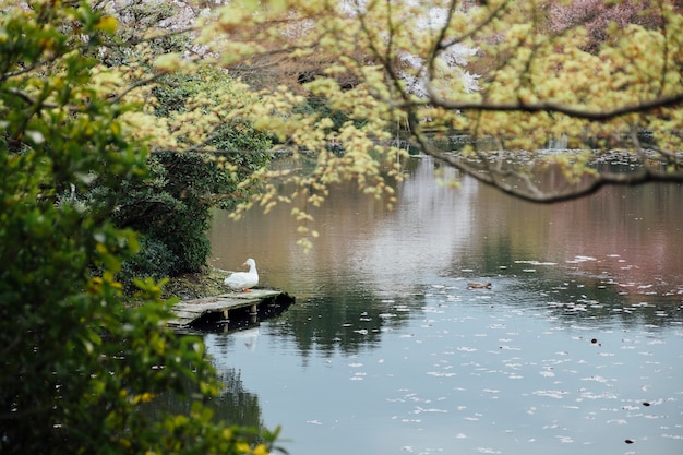 canard et lac