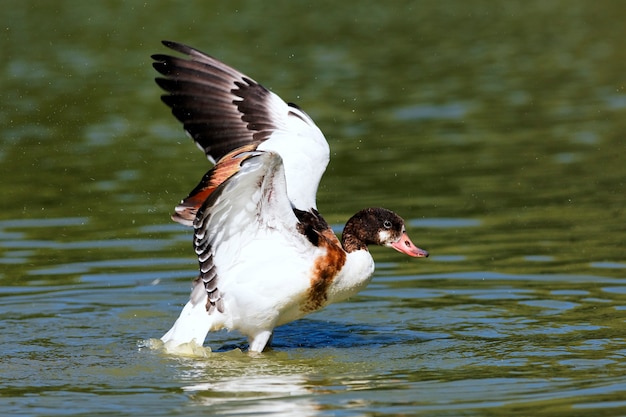 Photo gratuite canard sur un lac