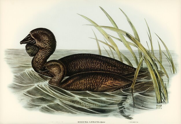 Canard musqué (Biziura lobata) illustré par Elizabeth Gould