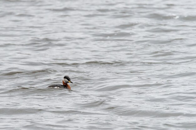 Canard nageant dans un lac pendant la journée