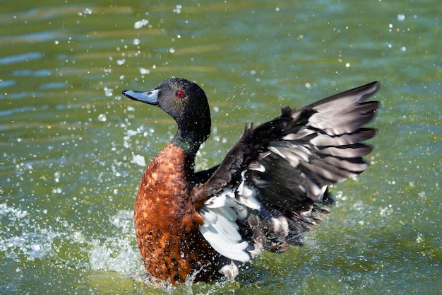 Canard en remuant dans l'eau, France