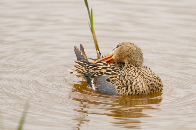 Canard souchet femelle nageant dans un lac