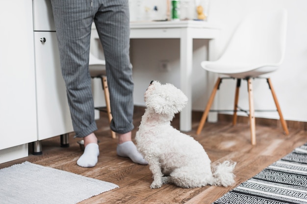 Caniche jouet en regardant la femme dans le salon