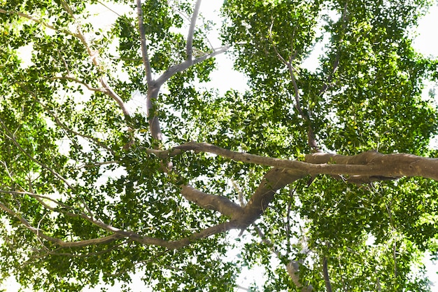 Canopée de feuilles vertes fraîches en été