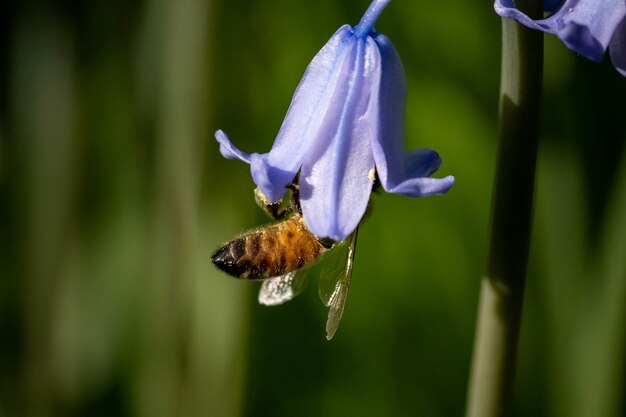 Capture d'écran d'une abeille pollinisant à l'intérieur d'une campanule violette