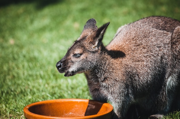 Capture d'écran d'un adorable bébé kangourou