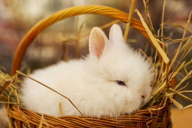 Capture d'écran d'un adorable lapin blanc dans un panier tressé