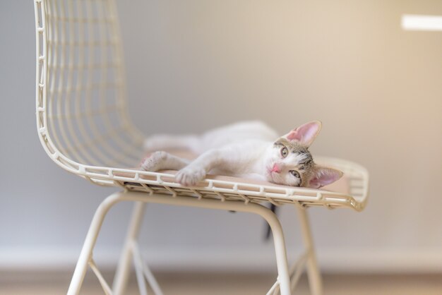 Capture d'écran d'un adorable petit chat domestique allongé sur une chaise