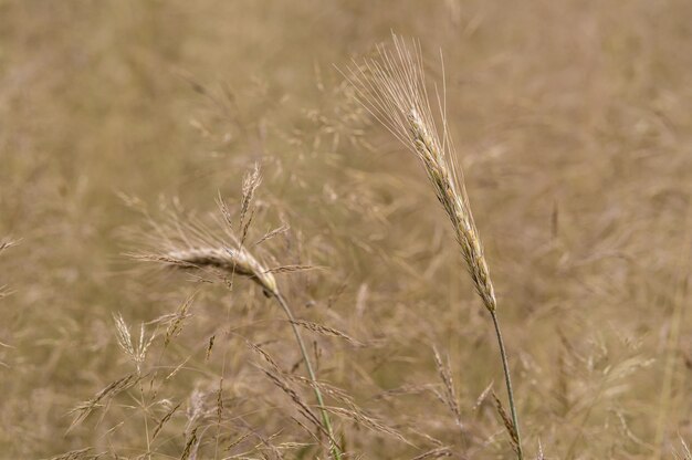 Capture d'écran d'un champ de triticale pendant la journée