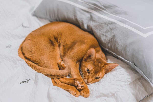 Capture d'écran d'un chat brun allongé sur un lit