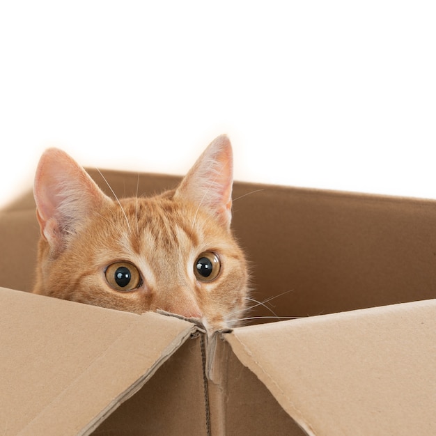 Capture d'écran d'un chat domestique au gingembre assis dans une boîte brune avec la tête sur le bord