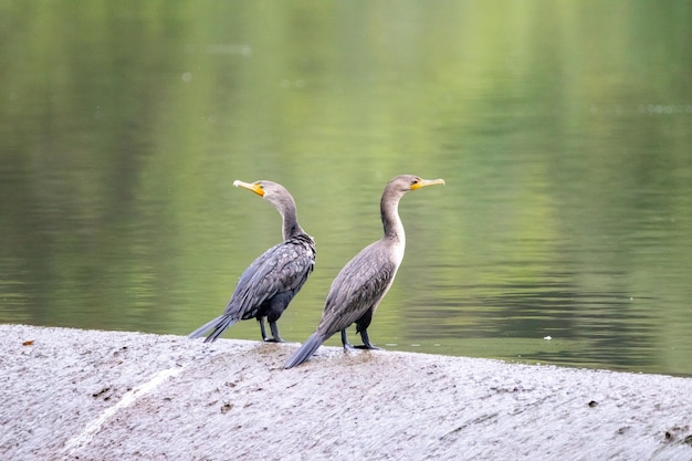 Capture d'écran de deux oiseaux cormorans au bord d'un lac