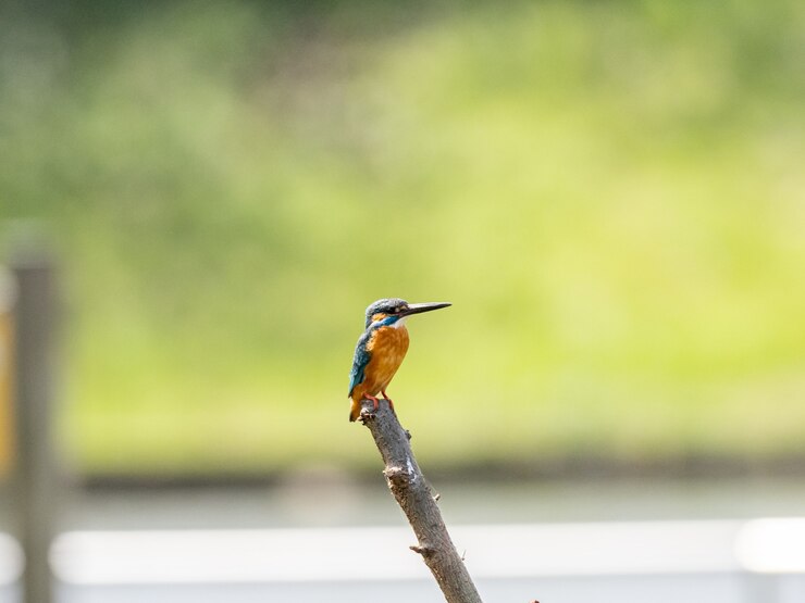 Photo gratuit capture d'écran du martin-pêcheur commun perché sur une branche d'arbre