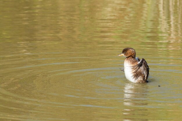 Capture d'écran d'un grèbe dans l'eau