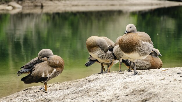 Capture d'écran d'un groupe de petits colverts