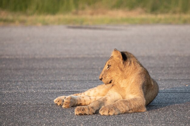 Capture d'écran d'un lion assis sur un asphalte et regardant de côté