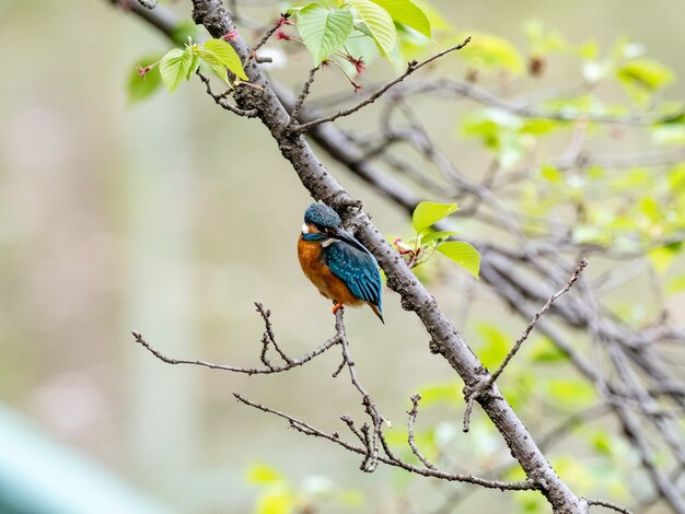 Capture d'écran d'un martin-pêcheur commun dans un parc japonais sur un arrière-plan flou