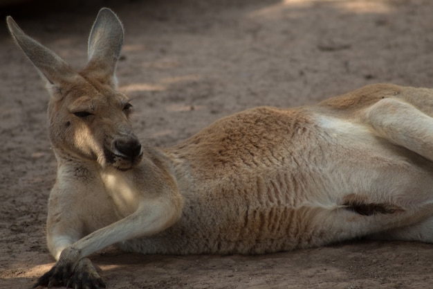 Capture d'écran d'un mignon kangourou allongé sur le sable