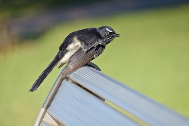 Capture d'écran d'un mignon oiseau bergeronnette printanière perché sur un banc