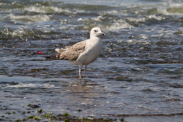 Capture d'écran d'une mouette blanche dans l'eau sur la côte