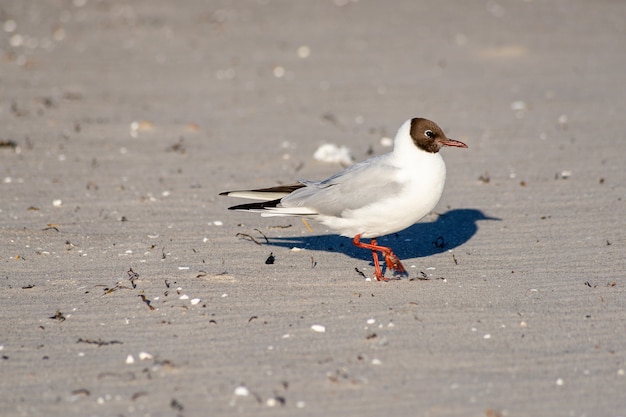 Capture d'écran d'une mouette rieuse sur la plage