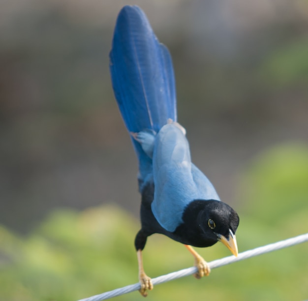 Photo gratuite capture d'écran d'un oiseau exotique bleu cyanocorax yucatanicus regardant vers le bas depuis une branche