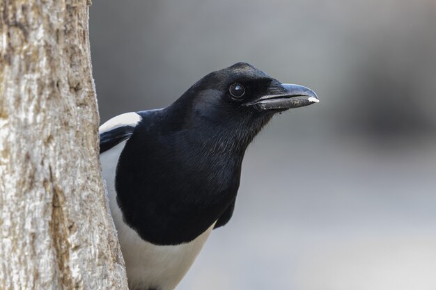 Capture d'écran d'un oiseau pie noire