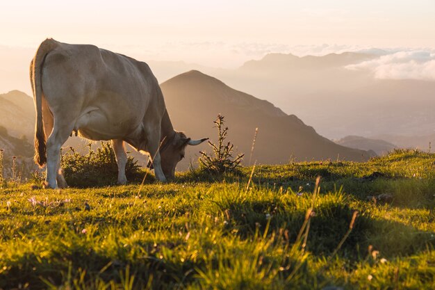 Capture d'écran d'une vache blanche paissant dans un pâturage