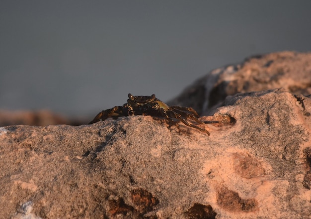 Capture étonnante d'un crabe à carapace molle