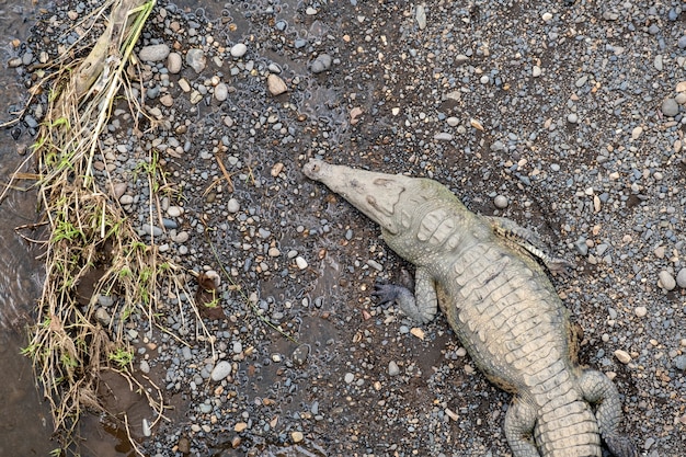 Capture en grand angle d'un alligator effrayant géant sur le sol boueux et rocheux