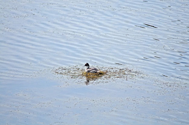 Capture en grand angle d'un canard mignon nageant dans le