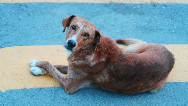 Capture en grand angle d'un chien brun allongé sur le sol et levant sous la lumière du soleil