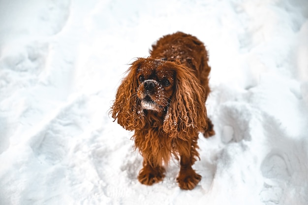 Capture en grand angle d'un chien cocker anglais jouant dans la neige