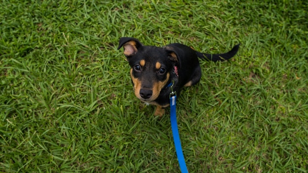 Capture en grand angle d'un chiot Huntaway sur l'herbe avec une laisse bleue