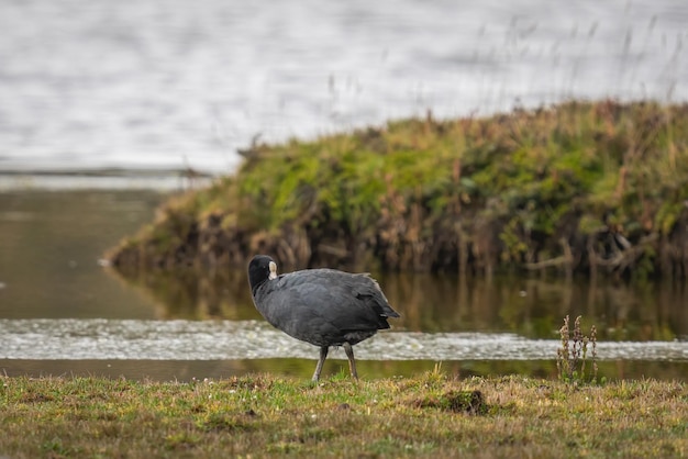 Capture à hauteur des yeux d'un oiseau à plumes grises sur une prairie fraîche au bord du lac